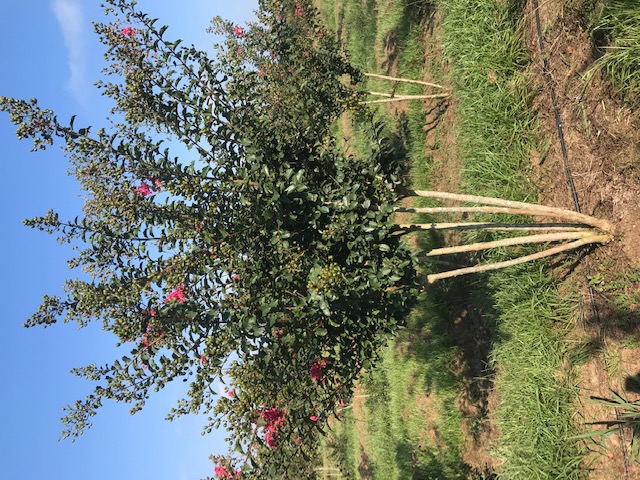 lagerstroemia-fauriei-tuscarora-japanese-crape-myrtle