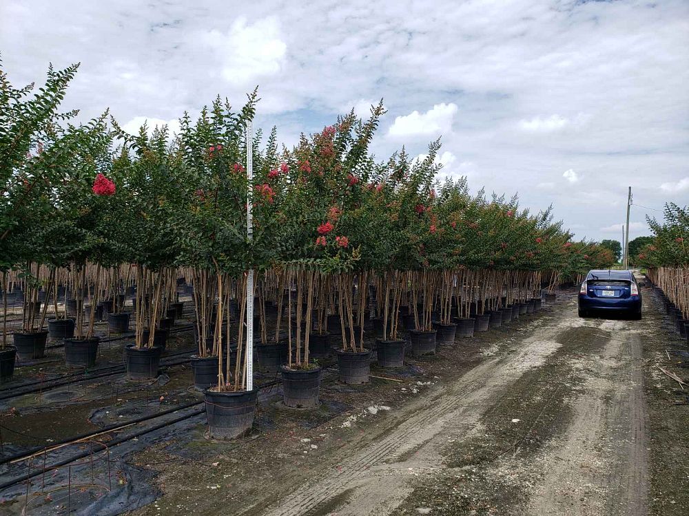 lagerstroemia-fauriei-tuscarora-japanese-crape-myrtle