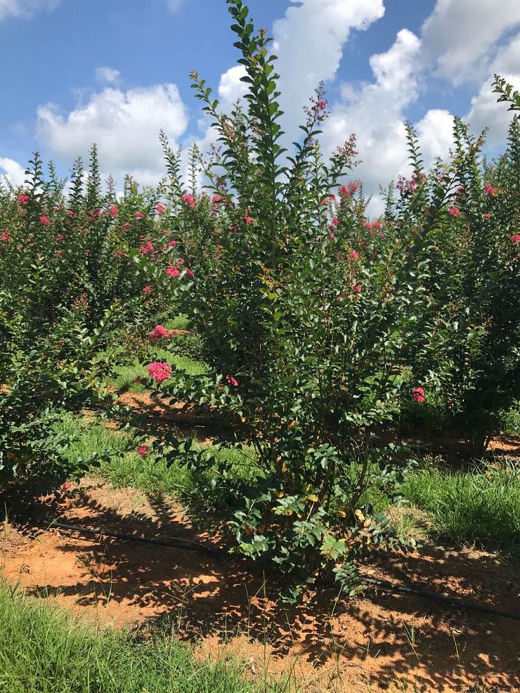 lagerstroemia-fauriei-tuscarora-japanese-crape-myrtle