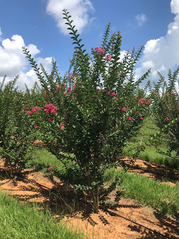 lagerstroemia-fauriei-tuscarora-japanese-crape-myrtle