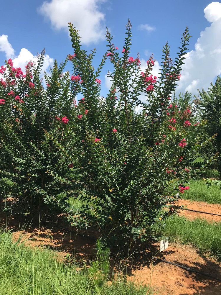 lagerstroemia-fauriei-tuscarora-japanese-crape-myrtle