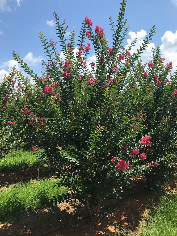 lagerstroemia-fauriei-tuscarora-japanese-crape-myrtle