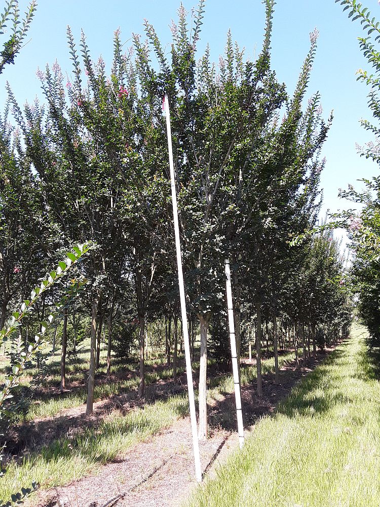 lagerstroemia-fauriei-tuscarora-japanese-crape-myrtle