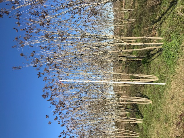 lagerstroemia-fauriei-tuscarora-japanese-crape-myrtle