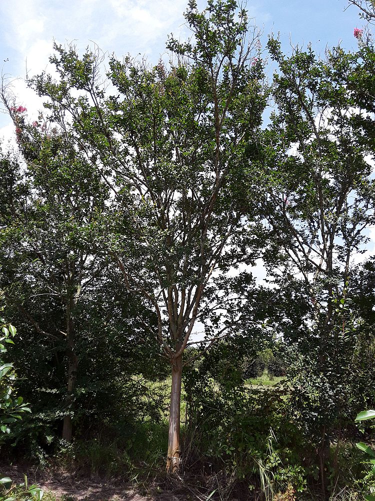 lagerstroemia-fauriei-tuscarora-japanese-crape-myrtle