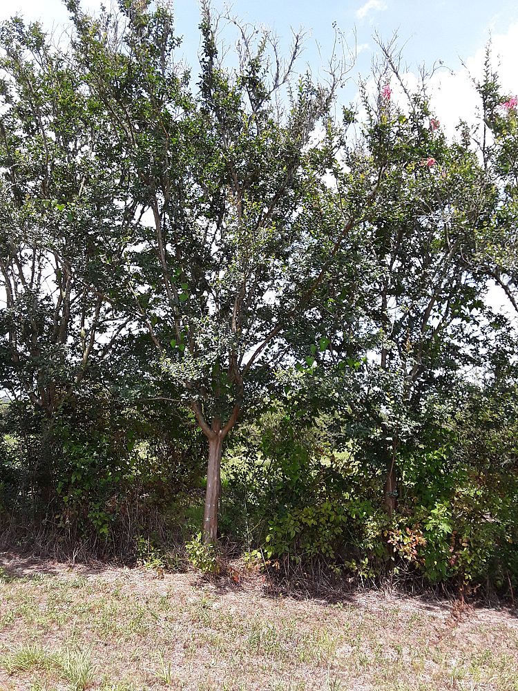 lagerstroemia-fauriei-tuscarora-japanese-crape-myrtle
