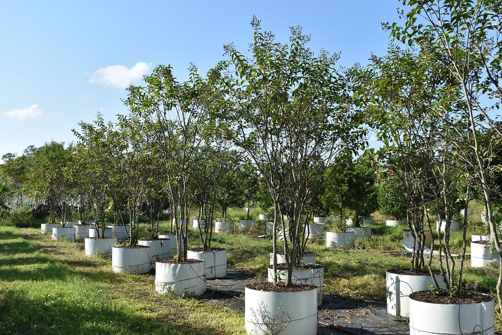 lagerstroemia-fauriei-tuscarora-japanese-crape-myrtle