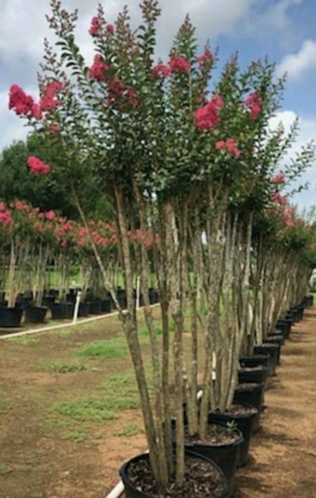 lagerstroemia-fauriei-tuscarora-japanese-crape-myrtle