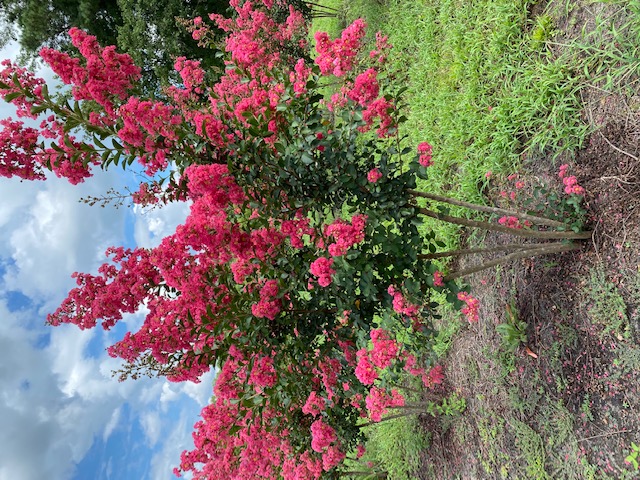 lagerstroemia-fauriei-tuscarora-japanese-crape-myrtle