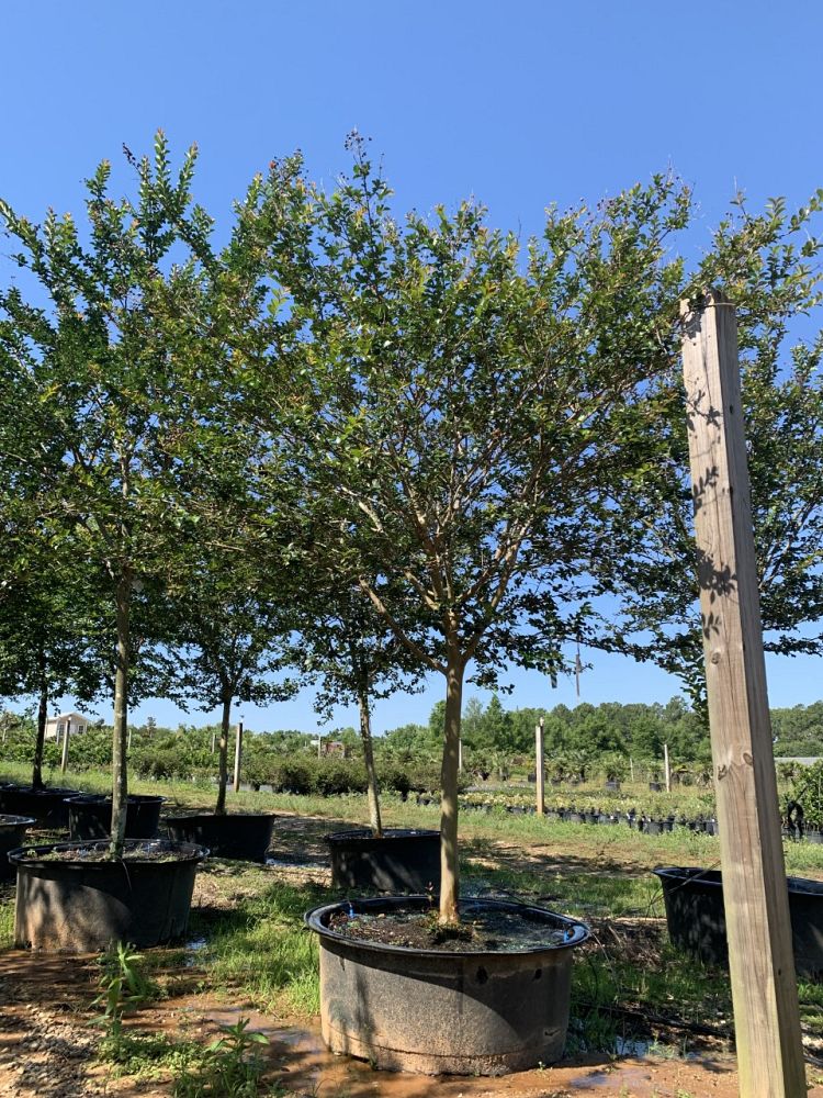 lagerstroemia-fauriei-tuscarora-japanese-crape-myrtle