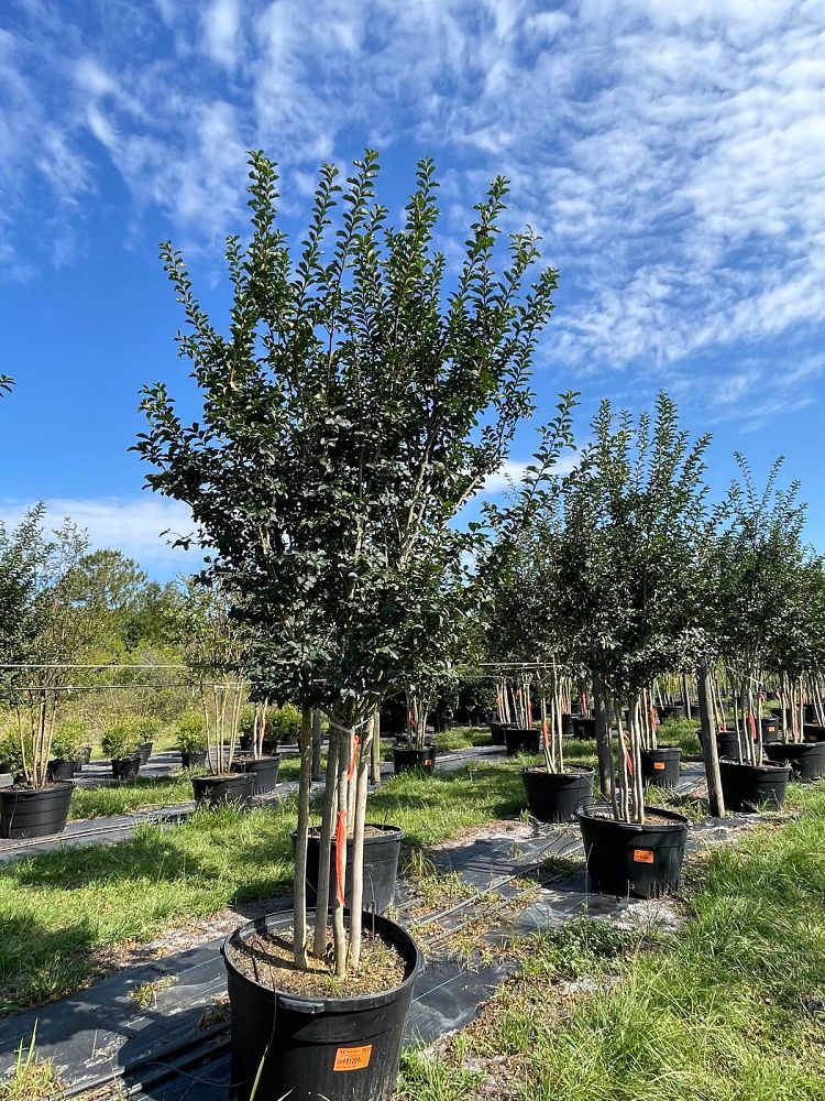 lagerstroemia-fauriei-tuscarora-japanese-crape-myrtle