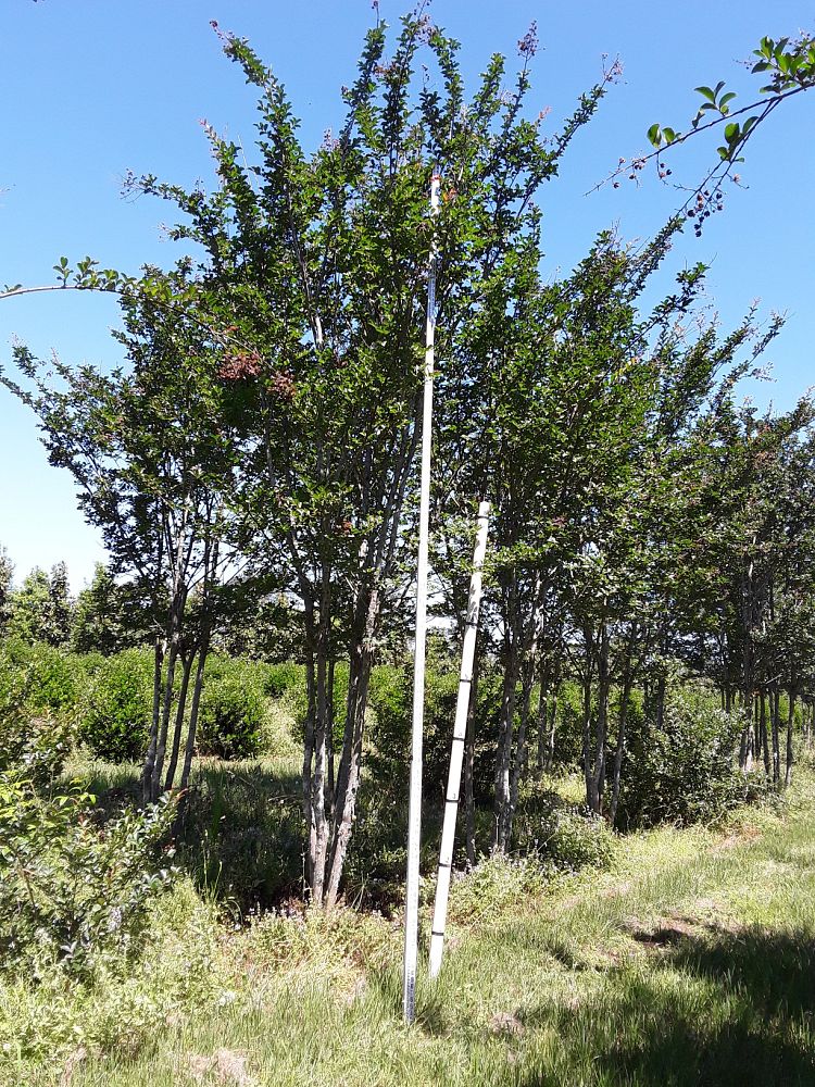 lagerstroemia-fauriei-tuscarora-japanese-crape-myrtle