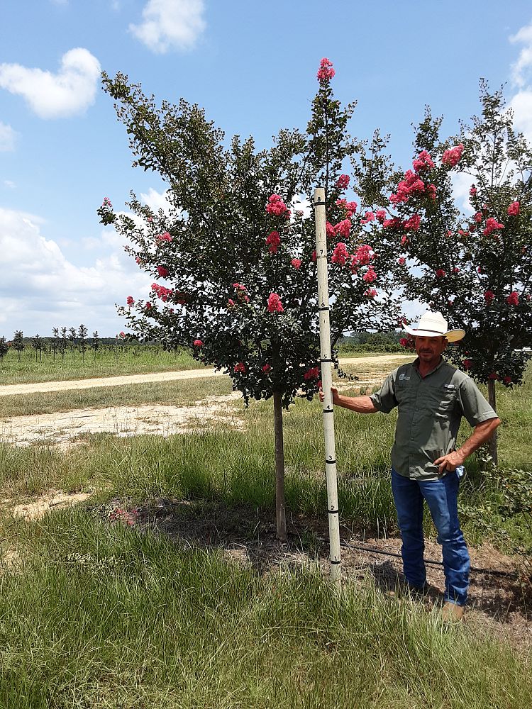 lagerstroemia-fauriei-tuscarora-japanese-crape-myrtle