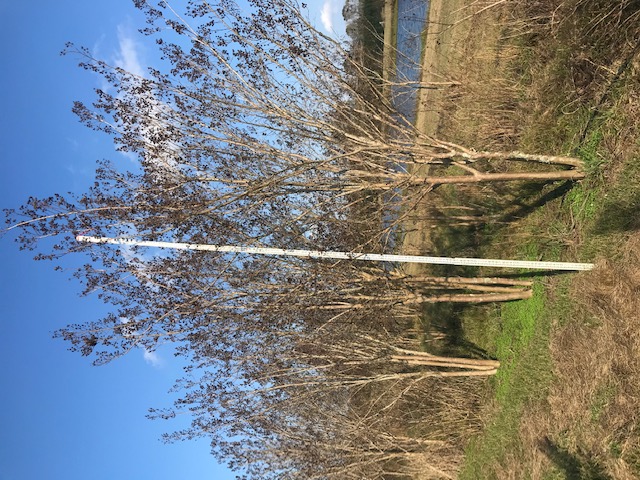 lagerstroemia-fauriei-tuscarora-japanese-crape-myrtle