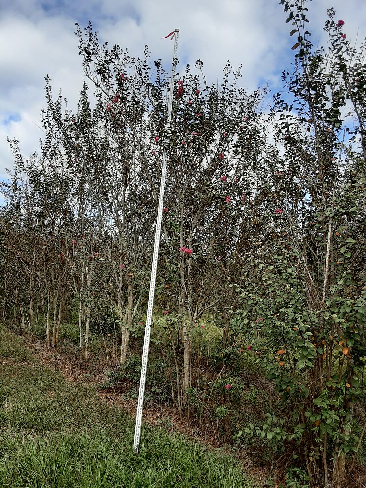 lagerstroemia-fauriei-tuscarora-japanese-crape-myrtle