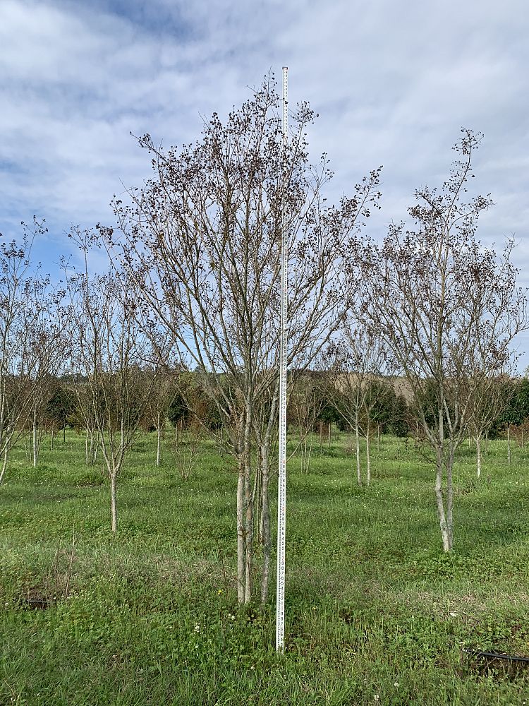 lagerstroemia-fauriei-tuscarora-japanese-crape-myrtle