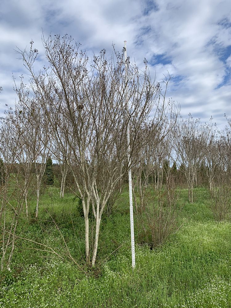 lagerstroemia-fauriei-tuscarora-japanese-crape-myrtle