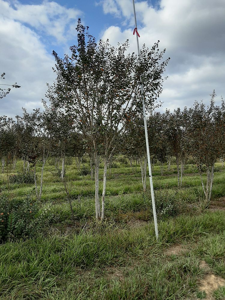 lagerstroemia-fauriei-tuscarora-japanese-crape-myrtle