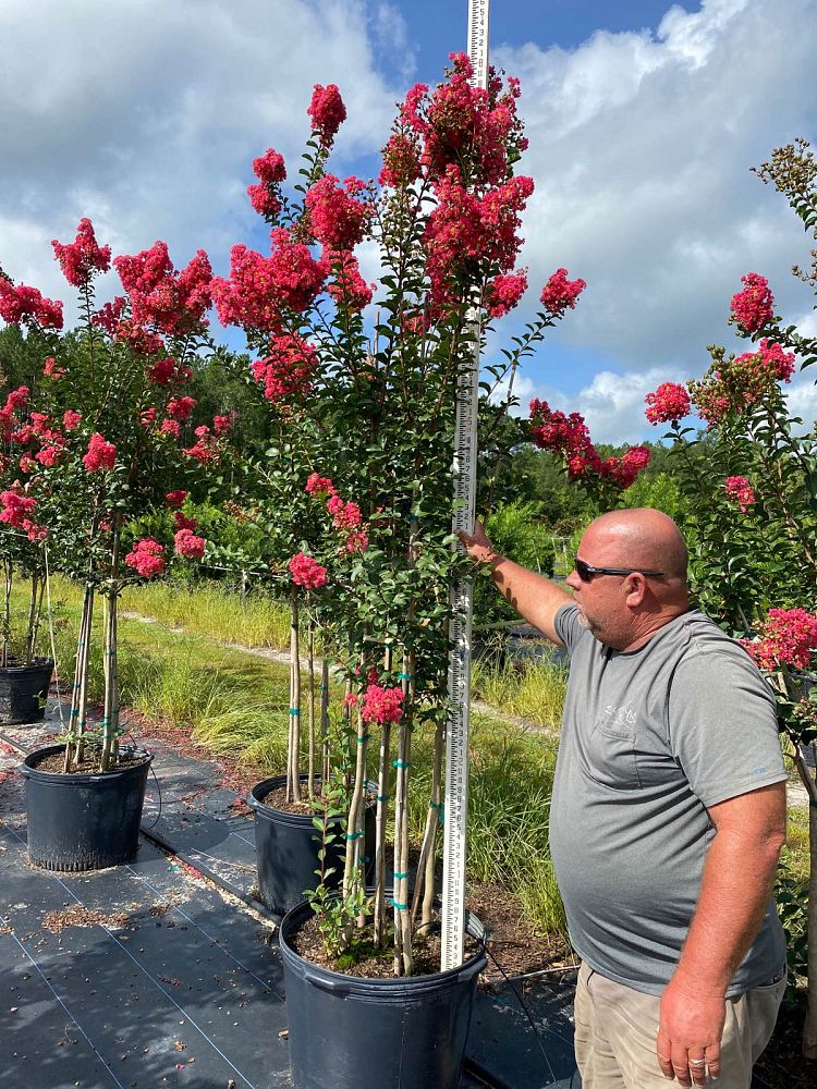 lagerstroemia-fauriei-tuscarora-japanese-crape-myrtle
