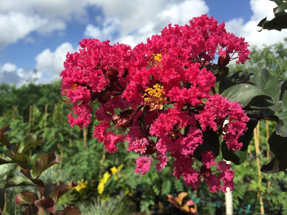 lagerstroemia-fauriei-tuscarora-japanese-crape-myrtle