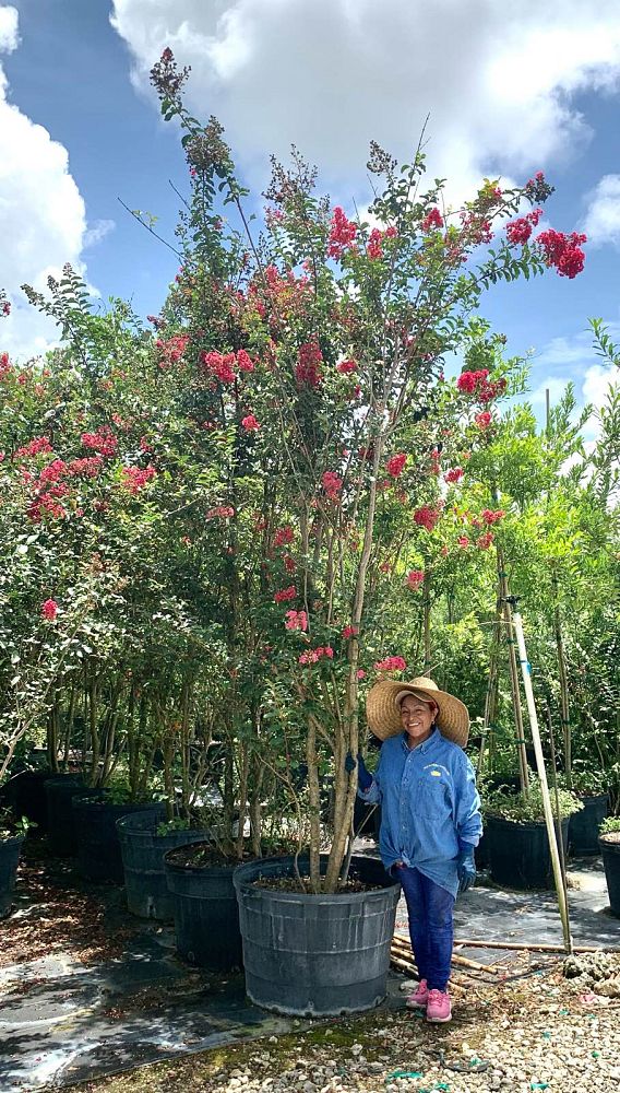 lagerstroemia-fauriei-tuscarora-japanese-crape-myrtle