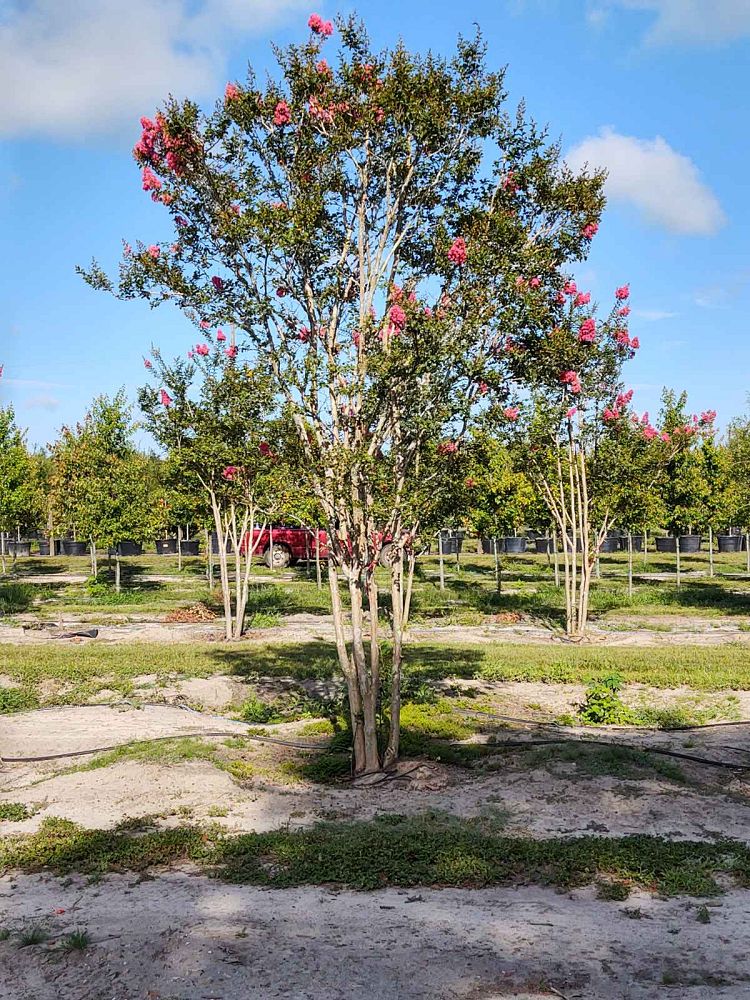 lagerstroemia-fauriei-tuscarora-japanese-crape-myrtle