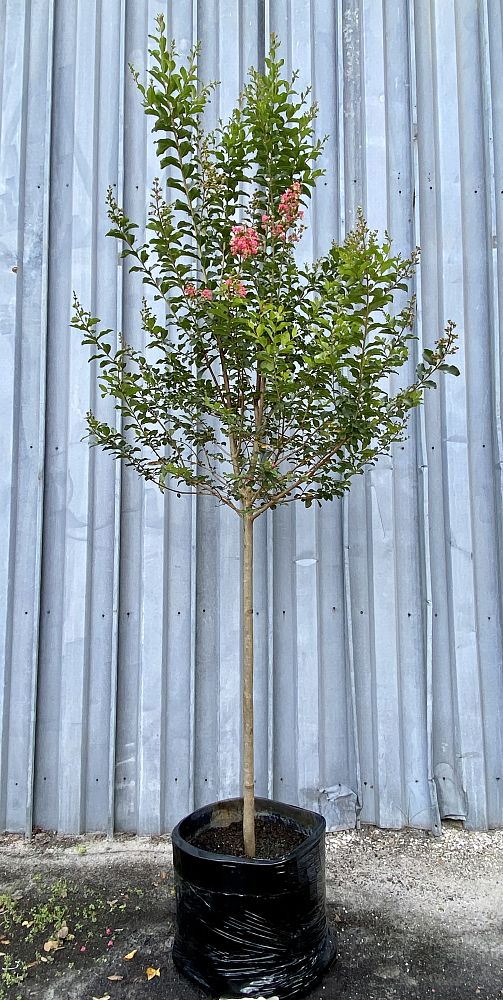 lagerstroemia-fauriei-tuscarora-japanese-crape-myrtle