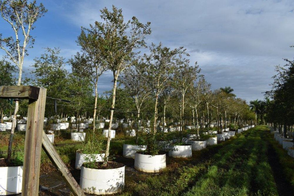 lagerstroemia-fauriei-tuscarora-japanese-crape-myrtle