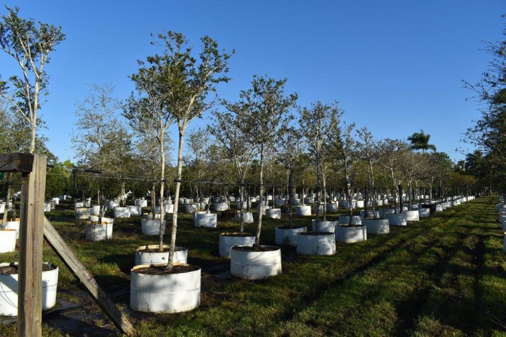 lagerstroemia-fauriei-tuscarora-japanese-crape-myrtle