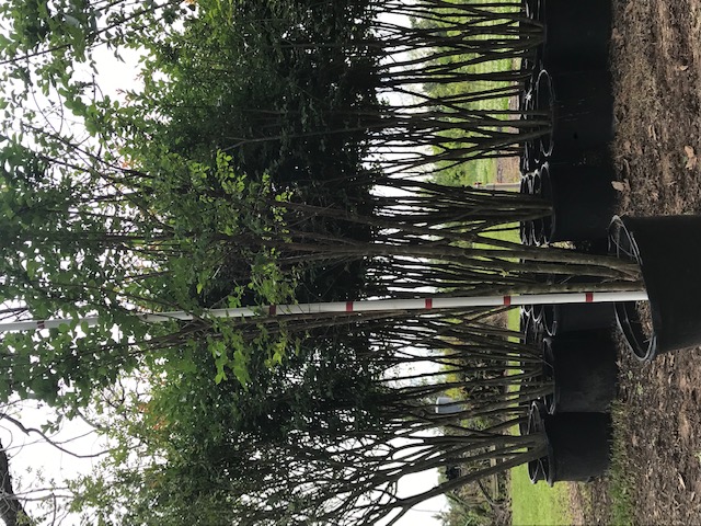 lagerstroemia-fauriei-tuscarora-japanese-crape-myrtle