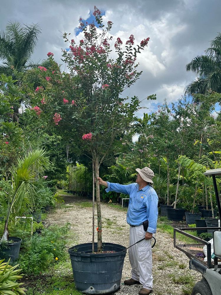 lagerstroemia-fauriei-tuscarora-japanese-crape-myrtle