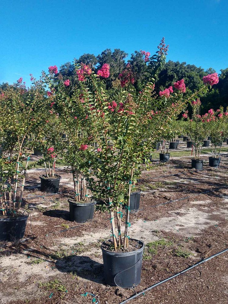 lagerstroemia-fauriei-tuscarora-japanese-crape-myrtle