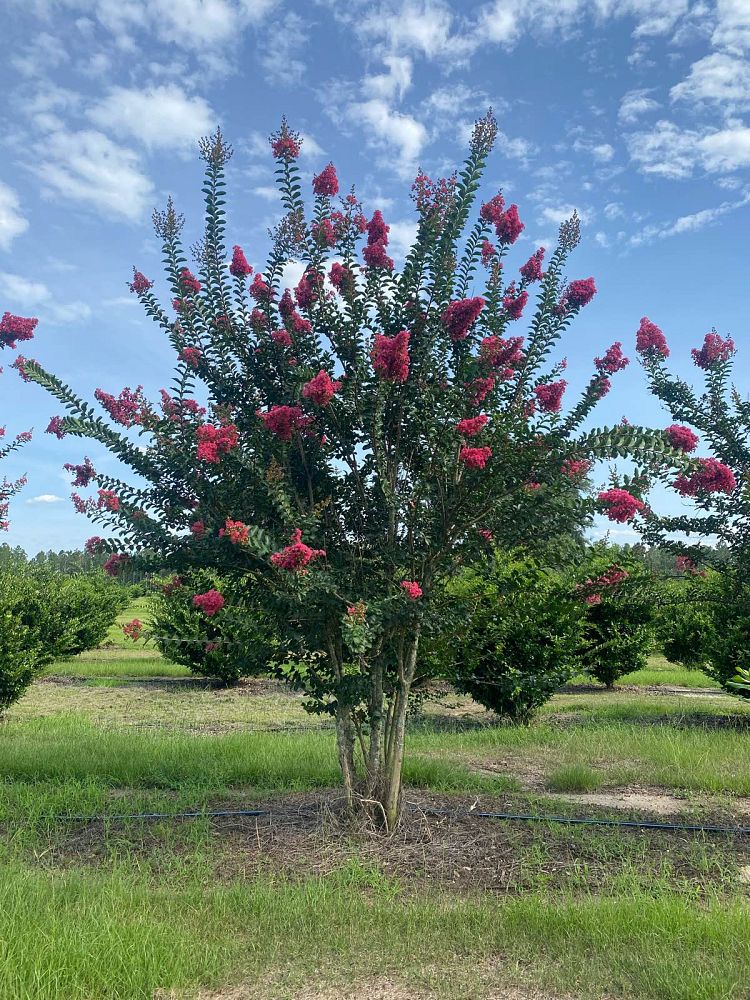 lagerstroemia-fauriei-tuscarora-japanese-crape-myrtle