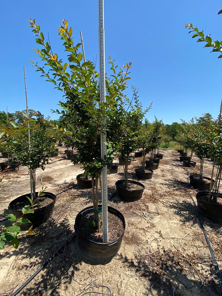 lagerstroemia-fauriei-tuscarora-japanese-crape-myrtle