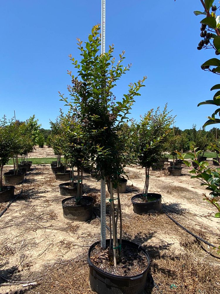 lagerstroemia-fauriei-tuscarora-japanese-crape-myrtle