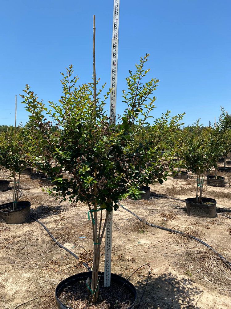 lagerstroemia-fauriei-tuscarora-japanese-crape-myrtle