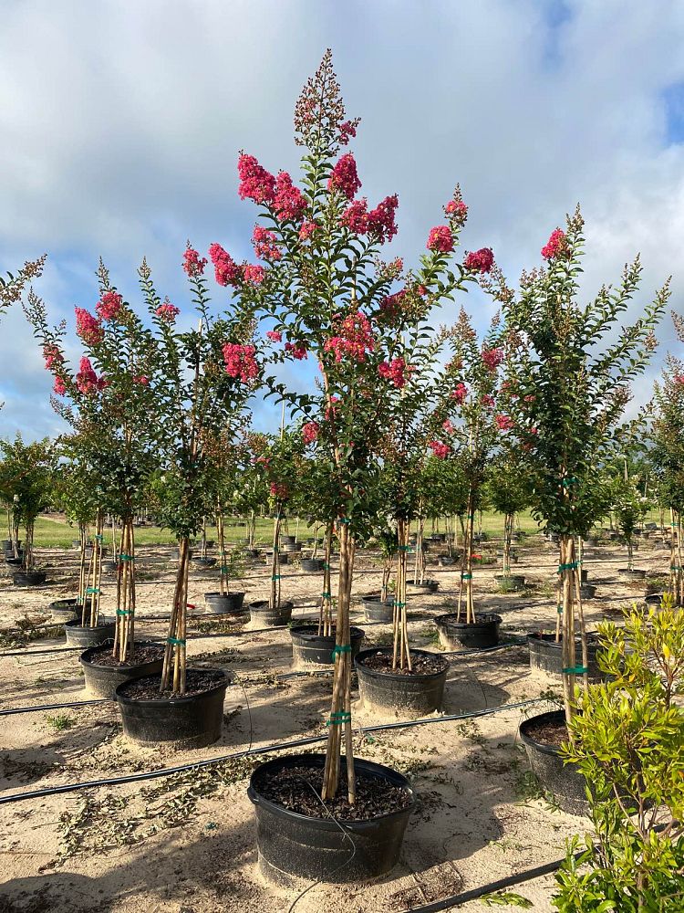 lagerstroemia-fauriei-tuscarora-japanese-crape-myrtle