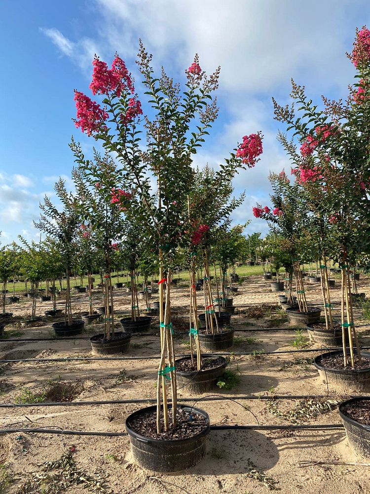 lagerstroemia-fauriei-tuscarora-japanese-crape-myrtle