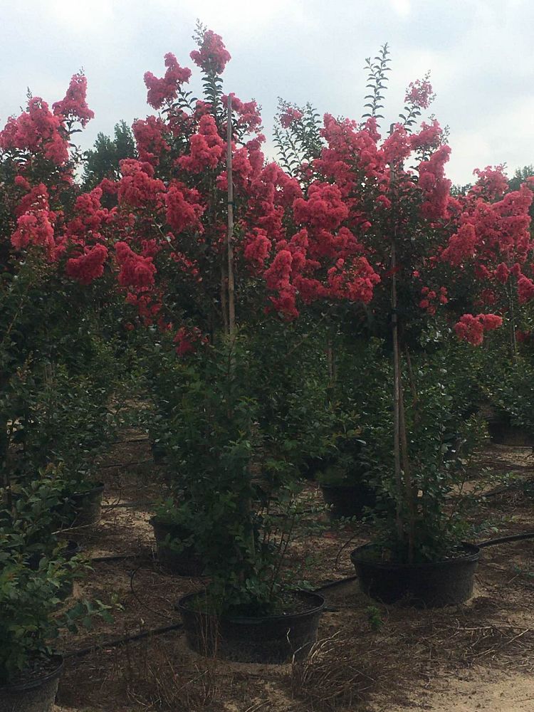 lagerstroemia-fauriei-tuscarora-japanese-crape-myrtle