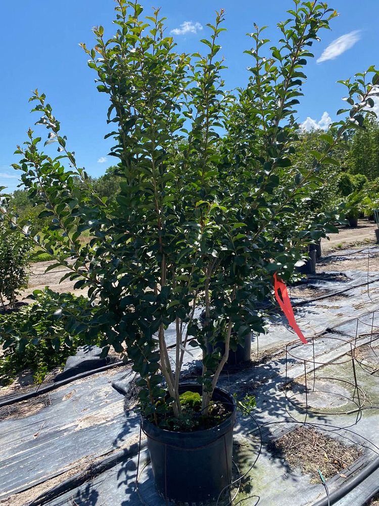 lagerstroemia-fauriei-tuscarora-japanese-crape-myrtle