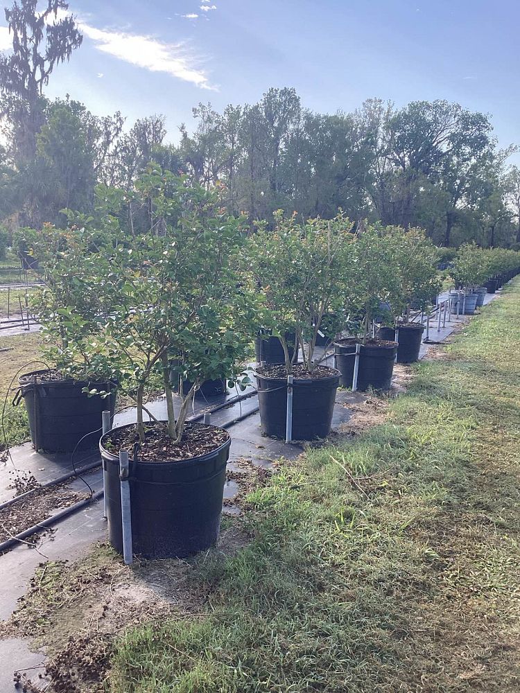 lagerstroemia-fauriei-tuscarora-japanese-crape-myrtle
