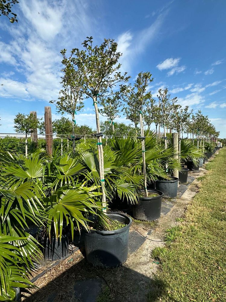 lagerstroemia-fauriei-tuscarora-japanese-crape-myrtle