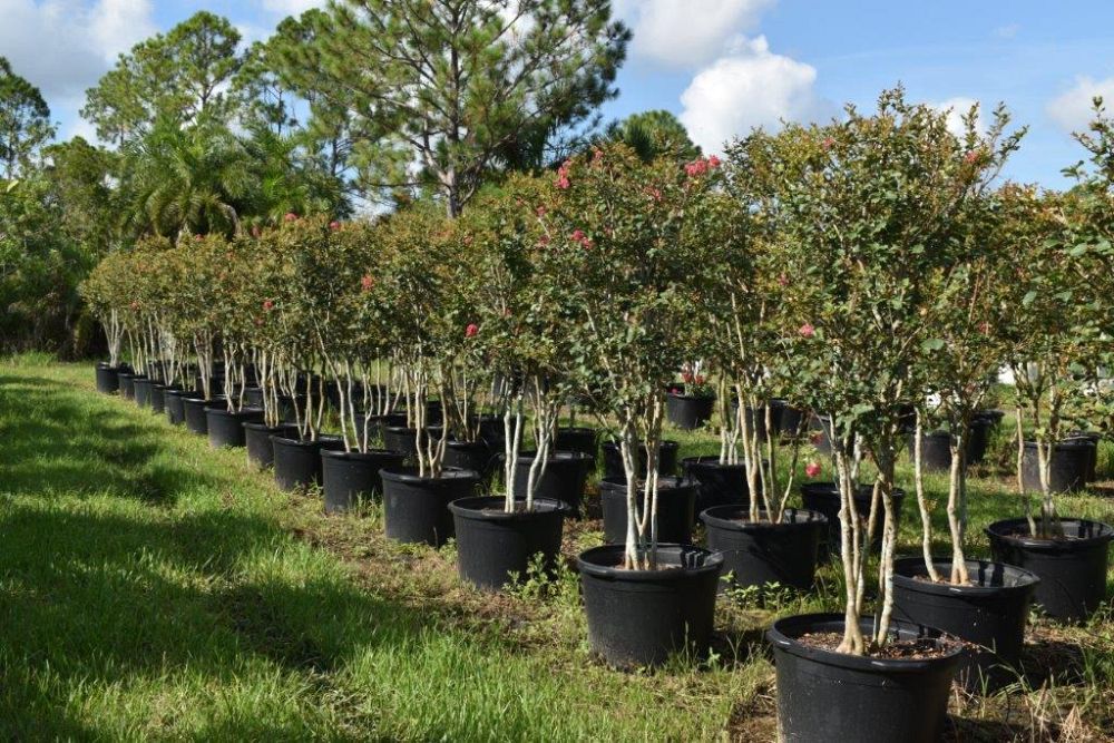 lagerstroemia-fauriei-tuscarora-japanese-crape-myrtle