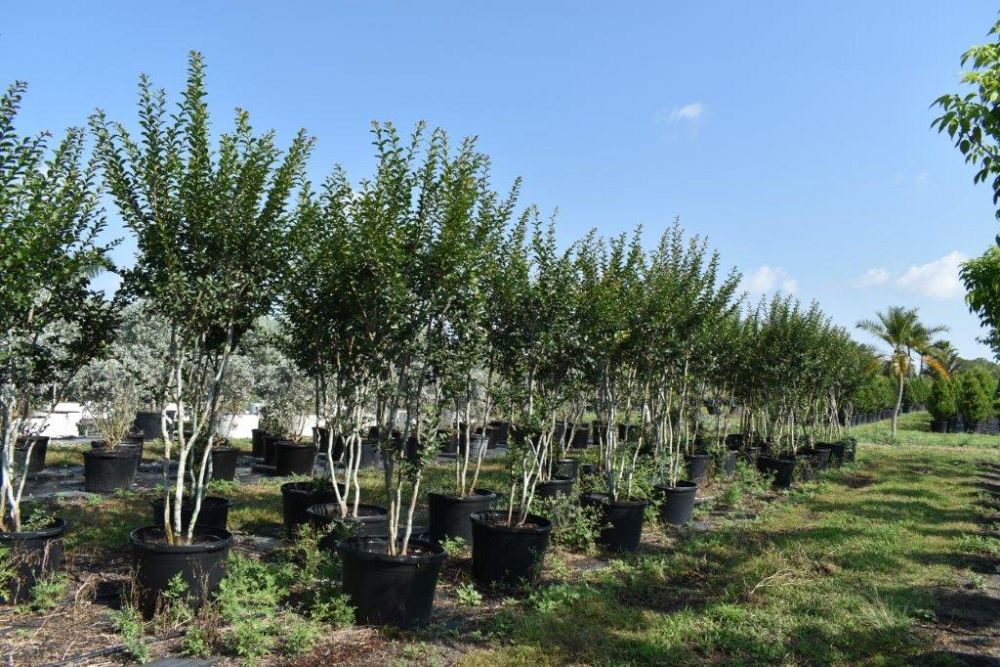 lagerstroemia-fauriei-tuscarora-japanese-crape-myrtle