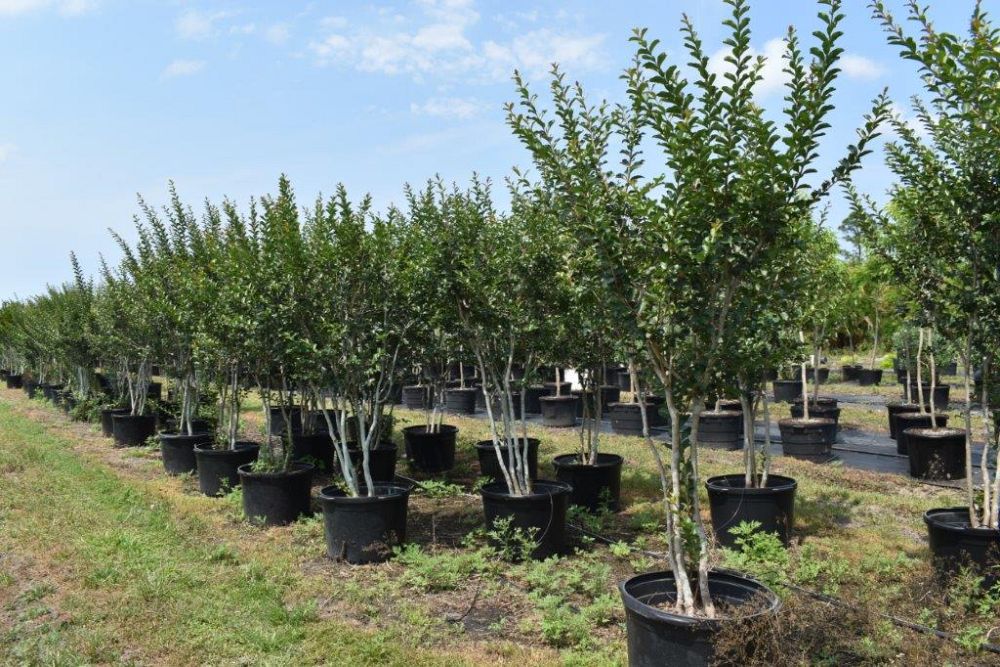 lagerstroemia-fauriei-tuscarora-japanese-crape-myrtle