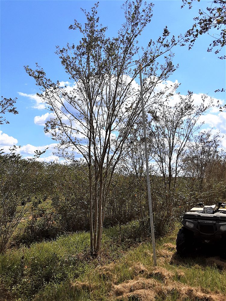 lagerstroemia-fauriei-tuscarora-japanese-crape-myrtle