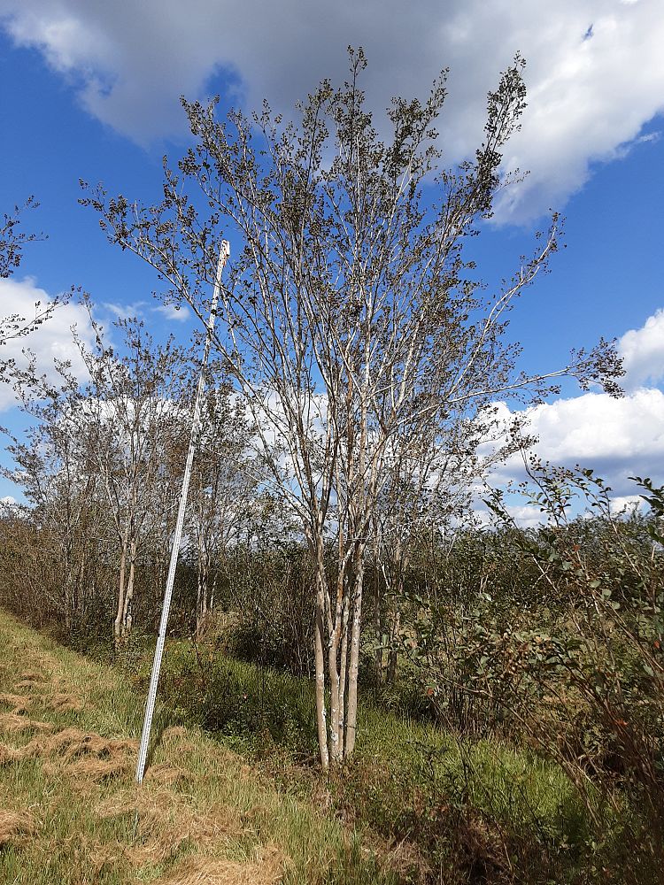 lagerstroemia-fauriei-tuscarora-japanese-crape-myrtle