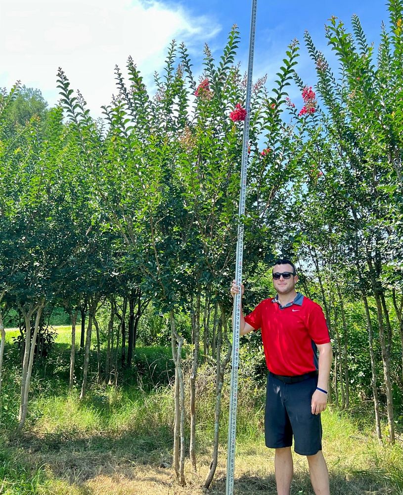 lagerstroemia-fauriei-tuscarora-japanese-crape-myrtle