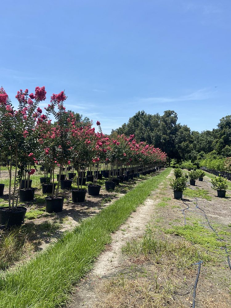 lagerstroemia-fauriei-tuscarora-japanese-crape-myrtle