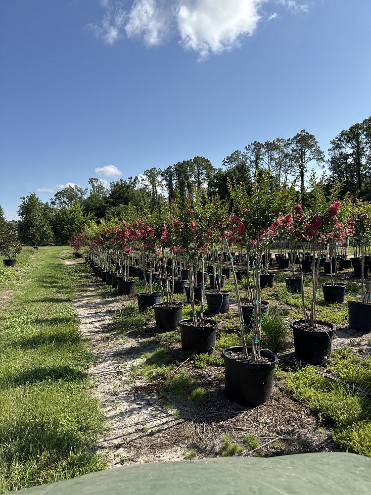 lagerstroemia-fauriei-tuscarora-japanese-crape-myrtle